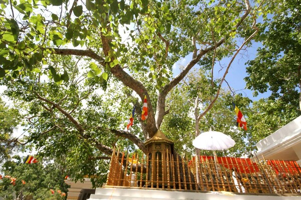Pháp viện Minh Đăng Quang